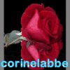 corinelabbe
