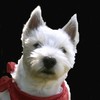 westie59